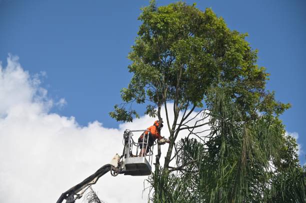 Trusted Pine, AZ Tree Care Experts