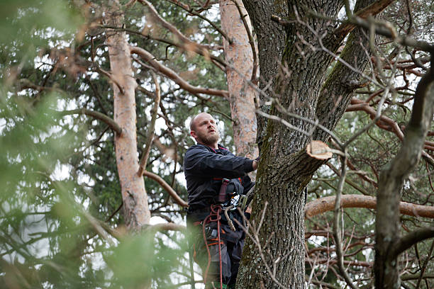 How Our Tree Care Process Works  in  Pine, AZ