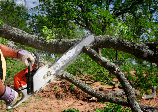 Lawn Renovation and Restoration in Pine, AZ